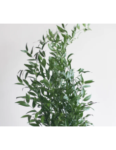 Italian Ruscus BULK BOX 25 bunches 2