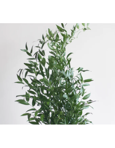 Italian Ruscus BULK BOX 25 bunches