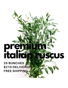 Italian Ruscus BULK BOX 25 bunches