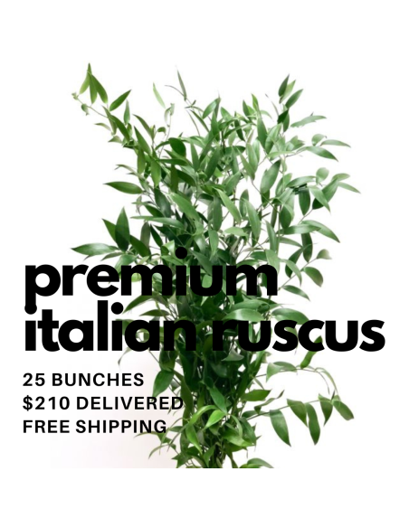 Italian Ruscus BULK BOX 25 bunches