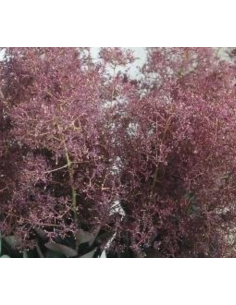 Cotinus Magical Torch 50 stems
