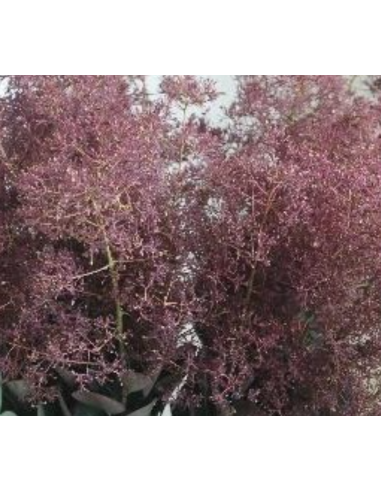 Cotinus Magical Torch 50 stems