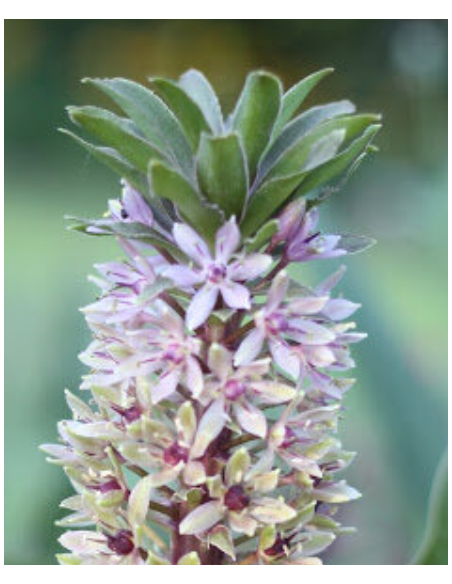 Pineapple Lily 32 Stems 80cm TALL