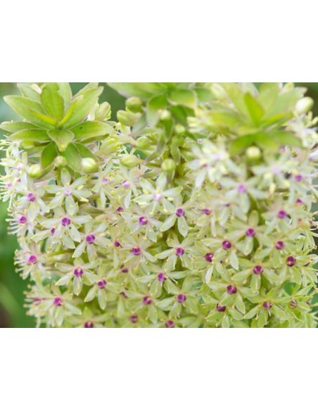 Pineapple Lily 32 Stems 80cm TALL