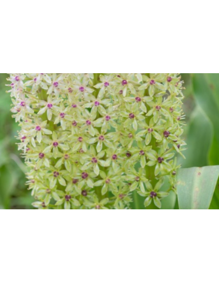 Pineapple Lily 32 Stems 80cm TALL