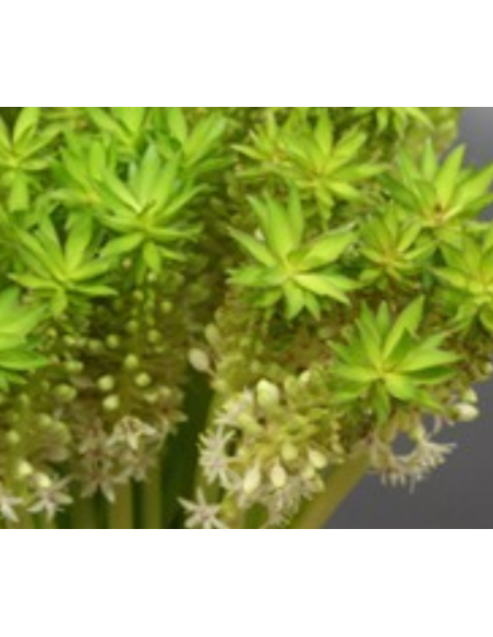 Pineapple Lily 32 Stems 80cm TALL