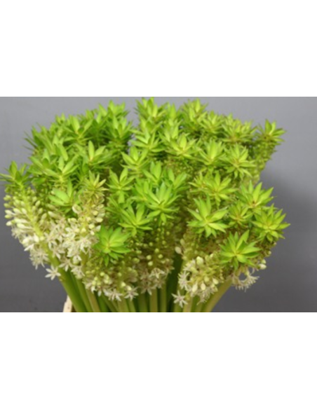 Pineapple Lily 32 Stems 80cm TALL