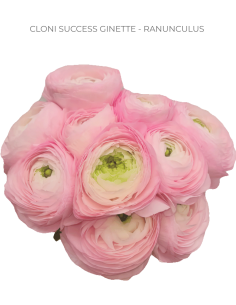Ranunculus CLONI SUCCESS GINETTE - Light Pink 240 stems BULK BOX