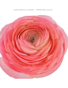 Ranunculus ELEGANCE CORAL 240 stems BULK BOX