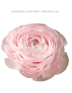 Ranunculus ELEGANCE LIGHT PINK 240 stems BULK BOX
