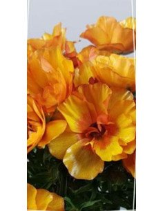 Butterfly Ranunculus Orange 120  stems
