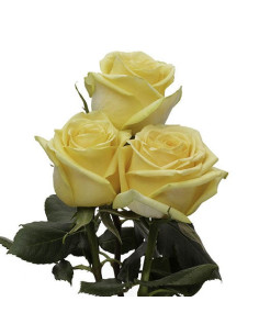 Hummer Yellow Rose