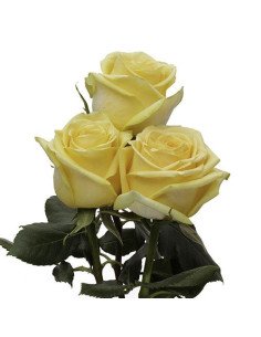 Hummer Yellow Rose