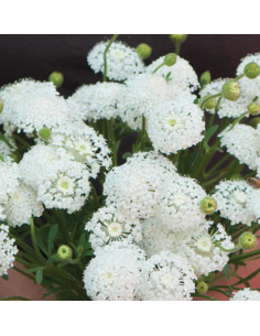 Didscus White 80 stems