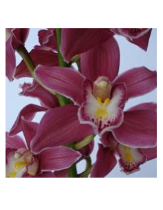 wholesale cymbidium orchids