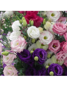 Lisianthus – Wholesale & Bulk (15 Bunches)