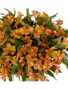 wholesale alstromeria