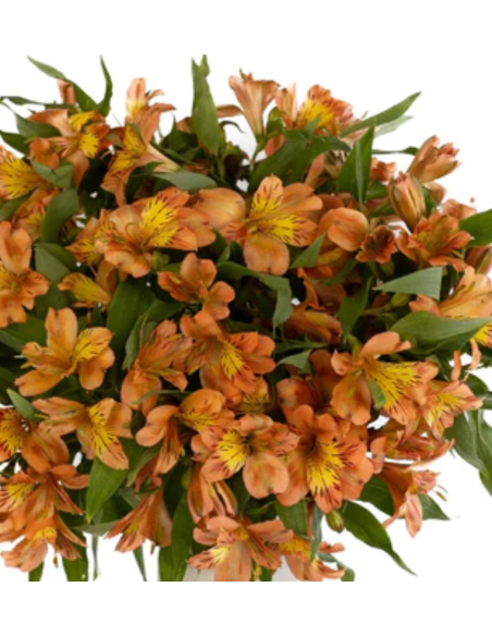 wholesale alstromeria