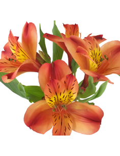 wholesale alstromeria 2