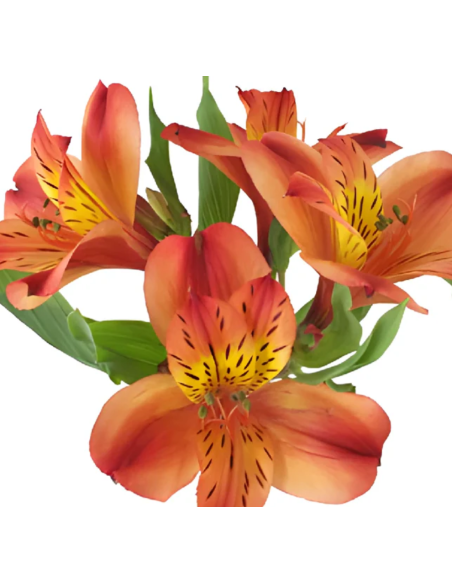 wholesale alstromeria