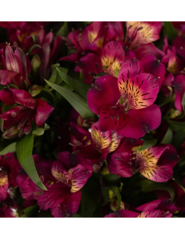 wholesale alstromeria