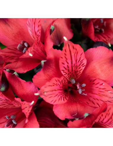 wholesale alstromeria