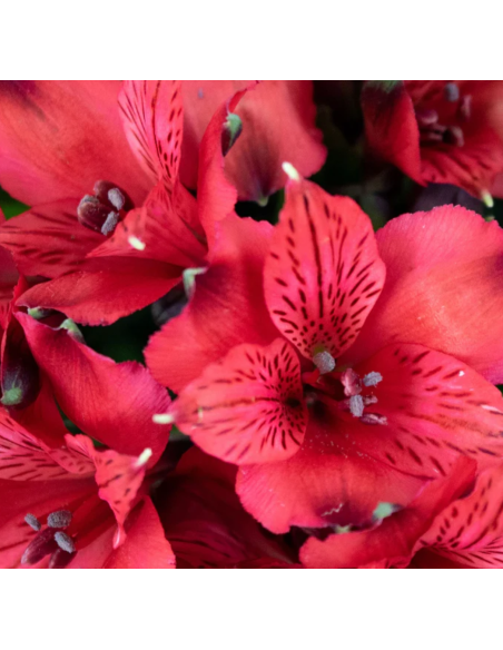 wholesale alstromeria