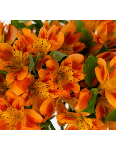 wholesale alstromeria