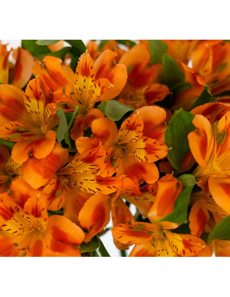 wholesale alstromeria