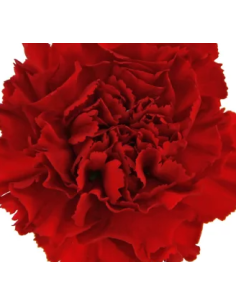 wholesale carnations