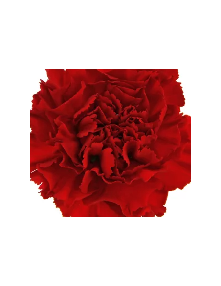 wholesale carnations