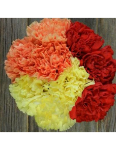 wholesale carnations 2