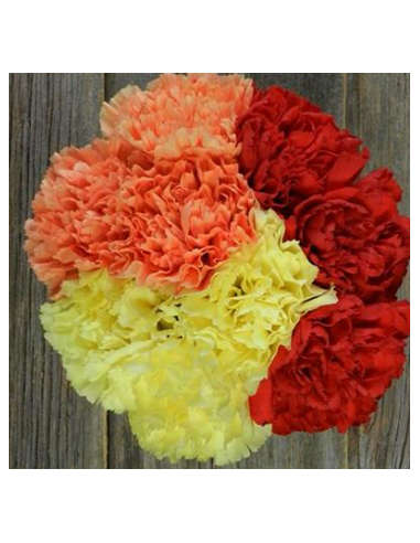 wholesale carnations wholesale carnations