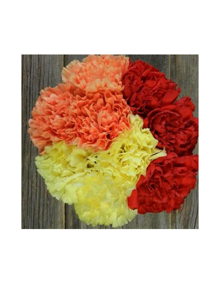 wholesale carnations