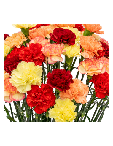 wholesale carnations wholesale carnations