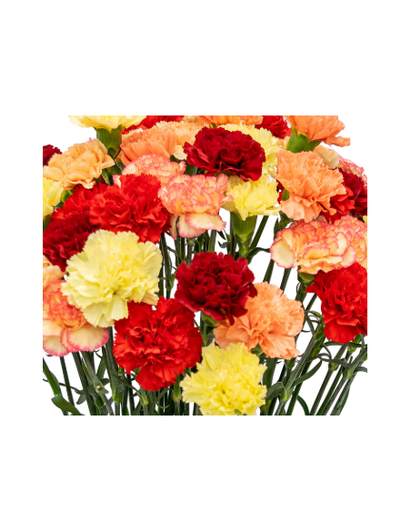 wholesale carnations