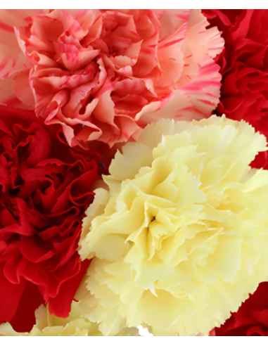 wholesale carnations wholesale carnations