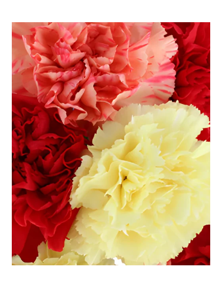 wholesale carnations