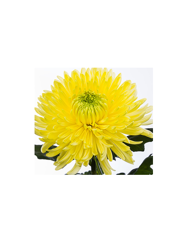 Football Mums FALL PACK Assorted 80 stems BULK BOX