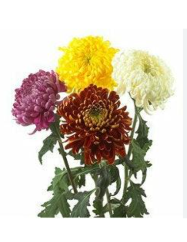 Football Mums FALL PACK Assorted 80 stems BULK BOX
