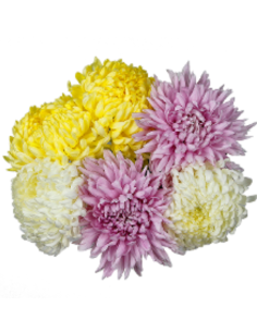 Football Mums FALL PACK Assorted 80 stems BULK BOX