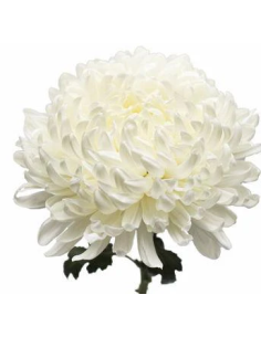 Football Mums White BULK BOX 80 Stems