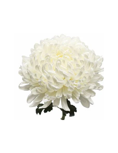 Football Mums White BULK BOX 80 Stems