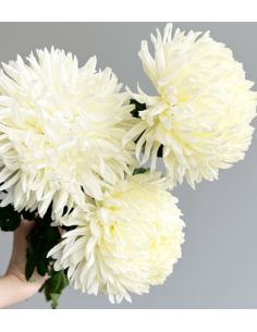 Football Mums White BULK BOX 80 Stems 2