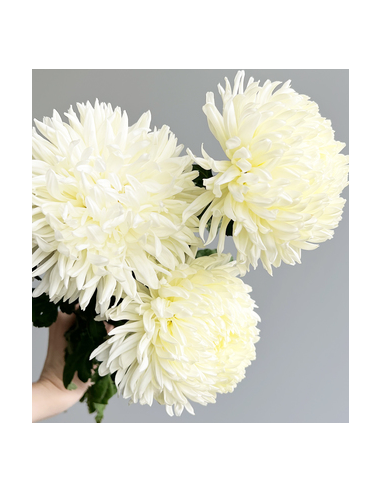 Football Mums White BULK BOX 80 Stems Football Mums White BULK BOX 80 Stems