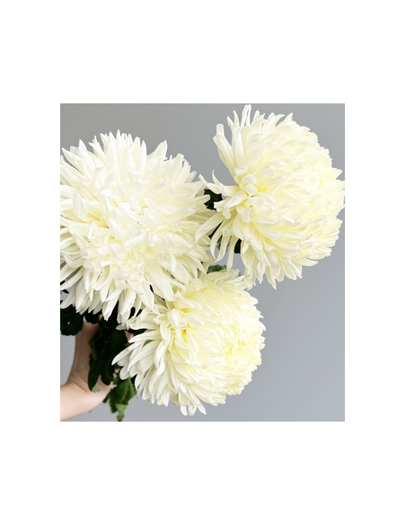 Football Mums White BULK BOX 80 Stems