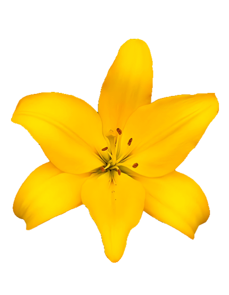 LA Royal Lilies 80 stems Yellow