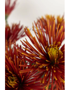 FALL PACK Spiders / Anastasia By the Box 120 Stems