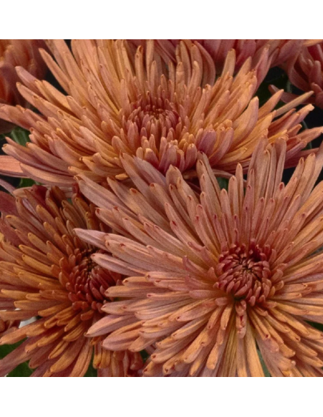 FALL PACK Spiders / Anastasia By the Box 120 Stems