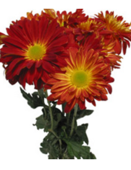 Red Rovers /  Morgan Mums 120 Stems